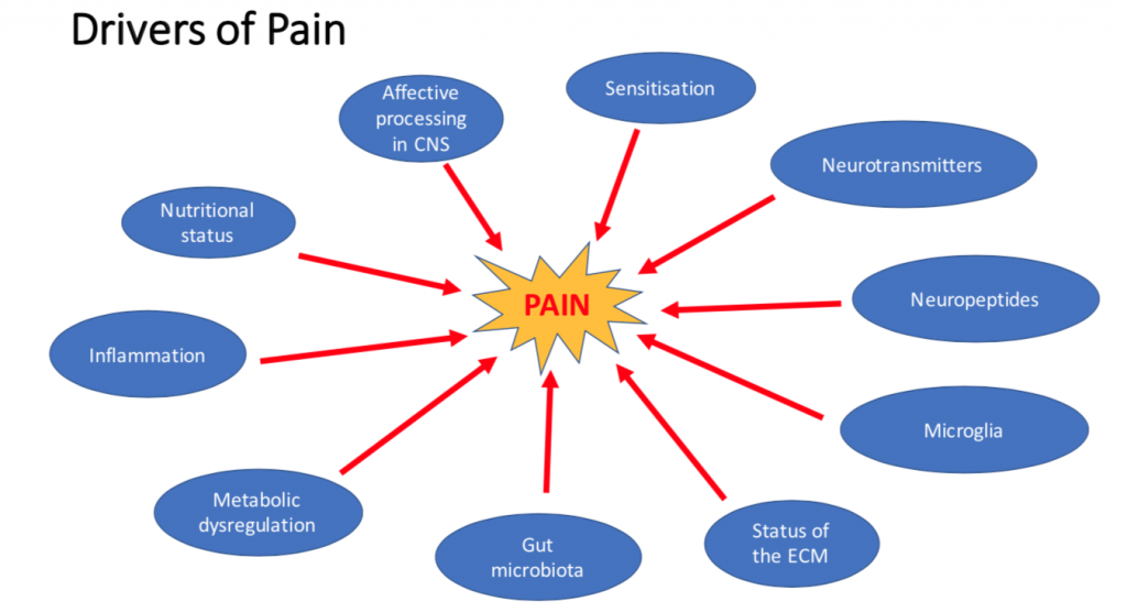 chronic-pain-stress-gut-health-and-food-ed-paget